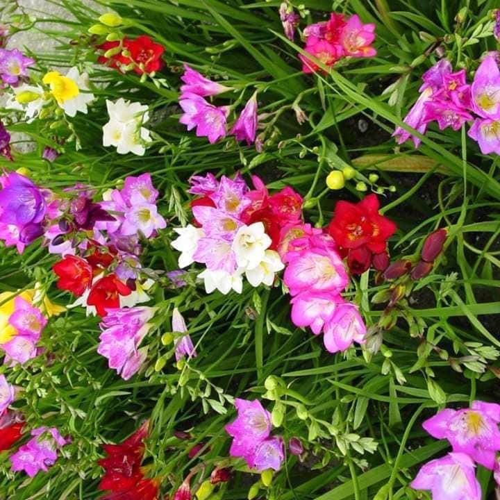 Củ giống hoa lan nam phi hoa màu hồng nhạt
