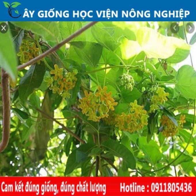 Sản phẩm Cây Ăn Trái giống cây thiên lý siêu hoa năng suất cao
