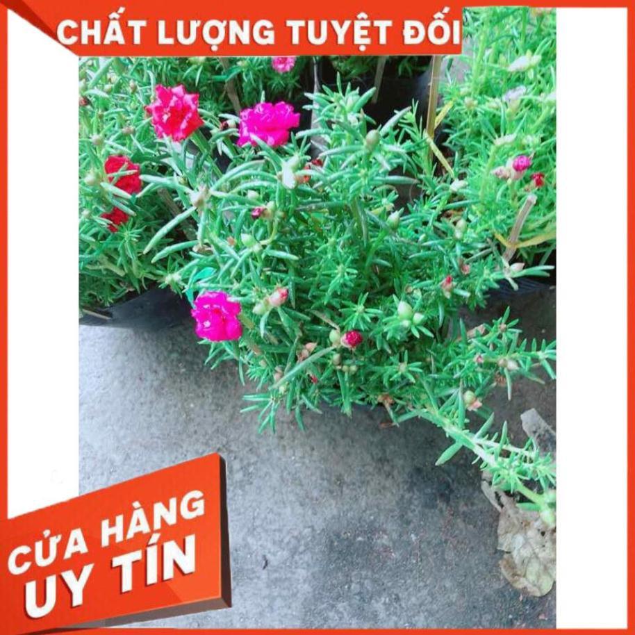 Hoa mười giờ mỹ Nhiều Người Mua
