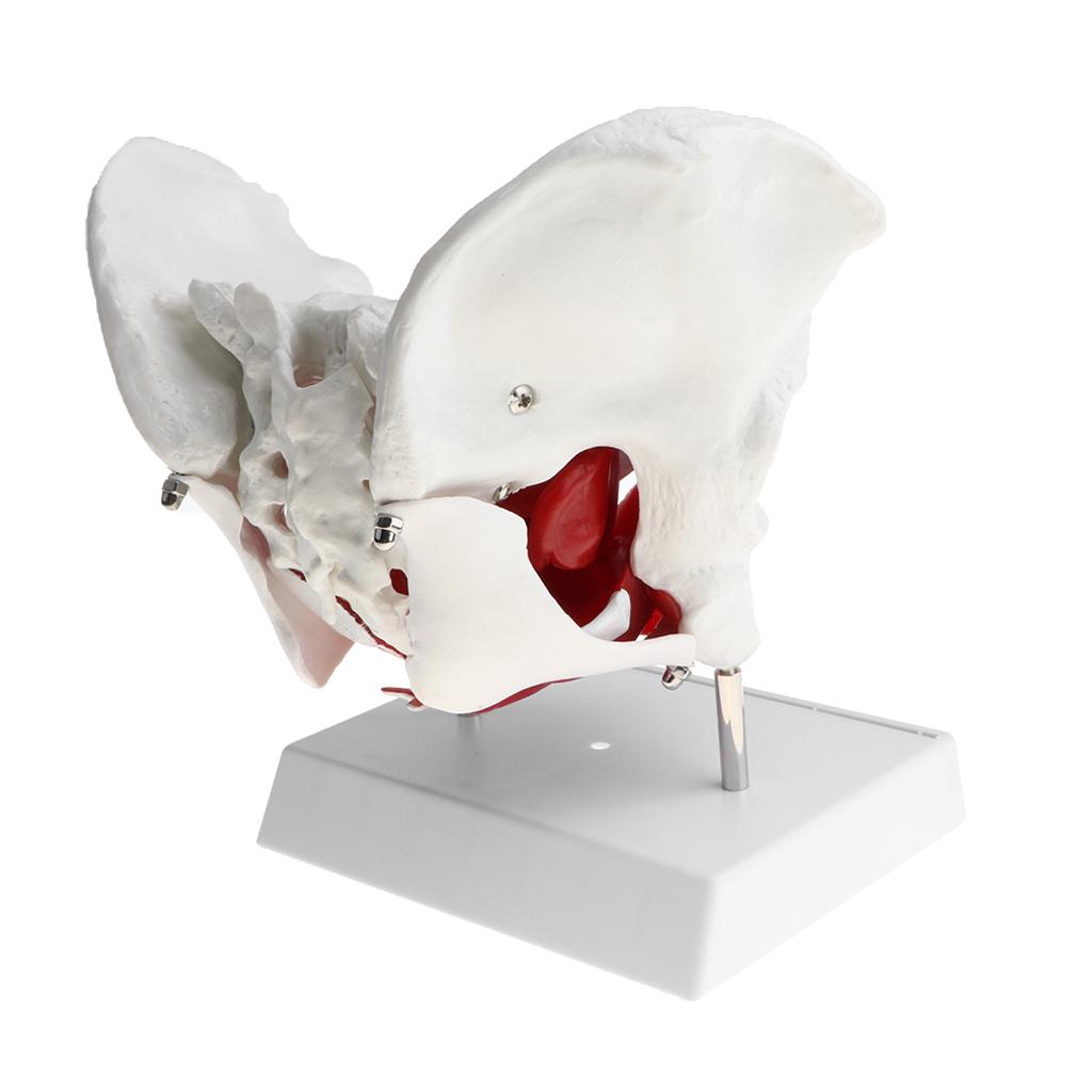 Female Pelvis Model With Muscles and Organs Anatomical Female Pelvis 1:1