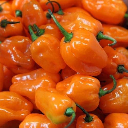 Hạt giống Ớt Siêu Cay Habanero Mỹ