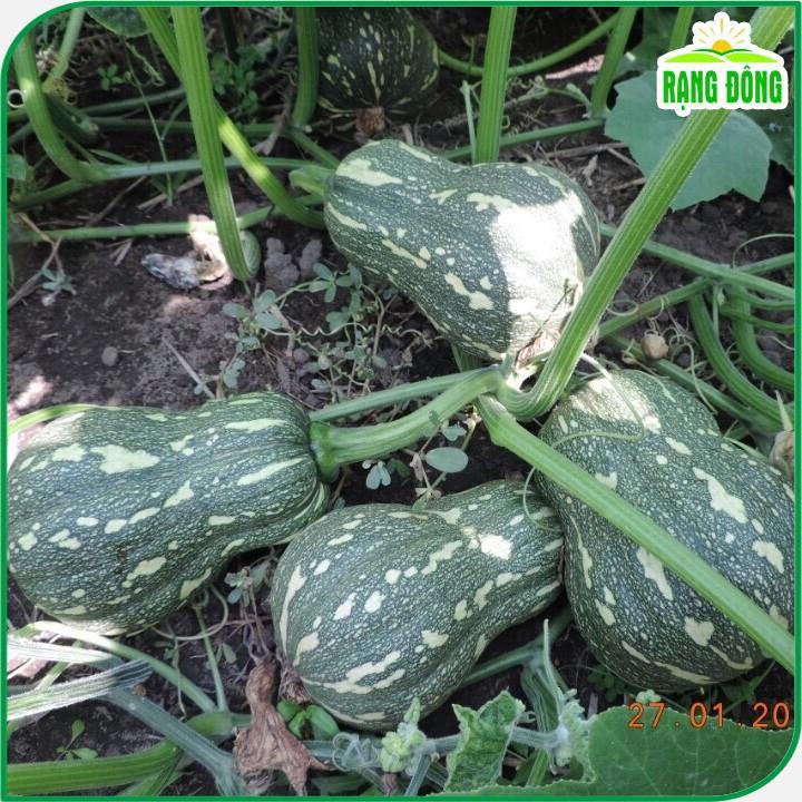 Hạt Giống Bí Đỏ Hạt Đậu Lai F1 Năng Suất Cao rạng đ- Hạt giống Rạng Đông