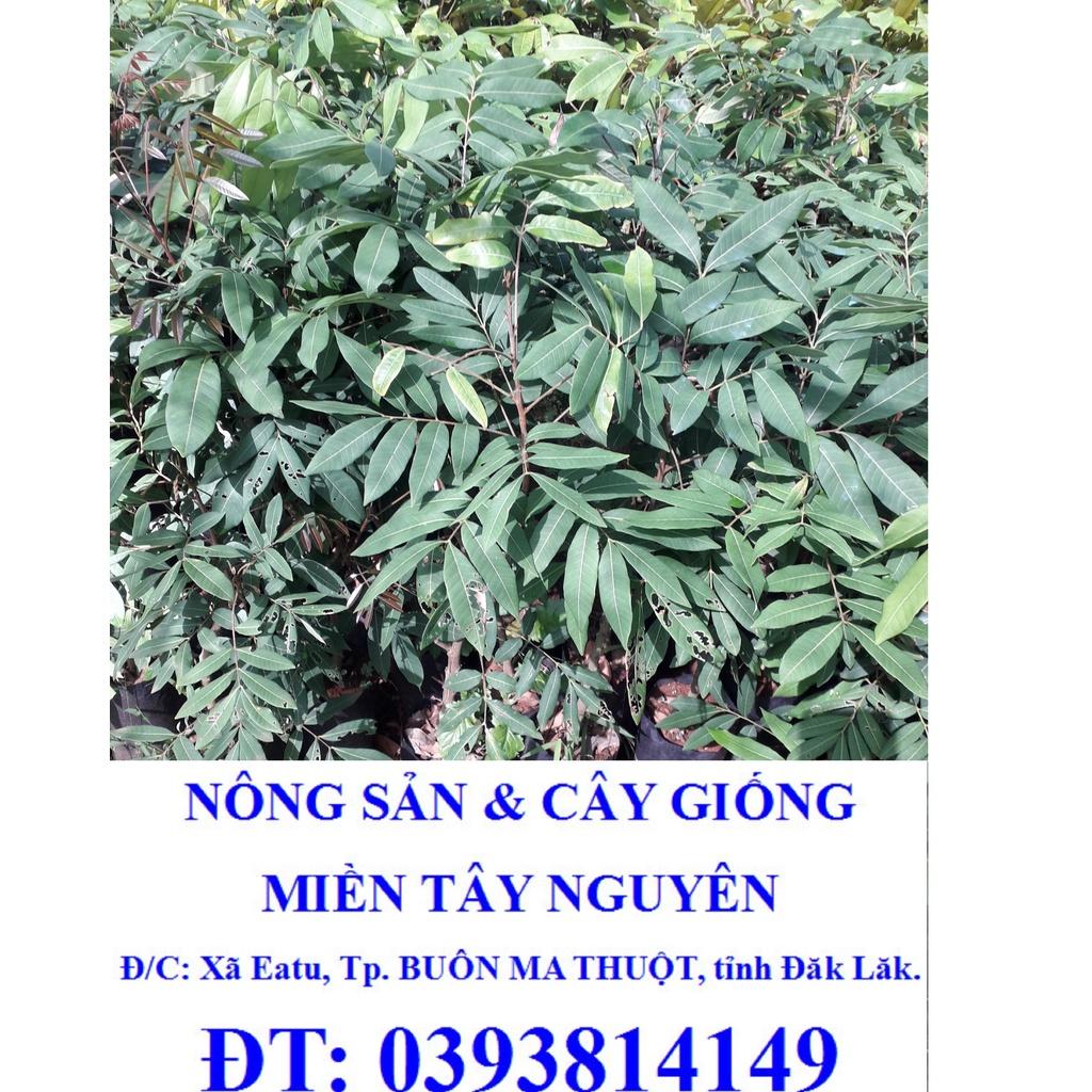 Cây giống Nhãn Hương Chi. .