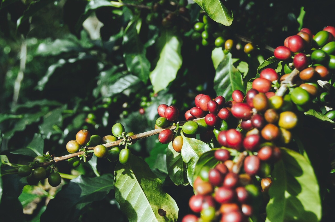 Cà phê bột truyền thống số 1 (500gr) Coffee Tree 100% nguyên chất gu đậm hương nhẹ