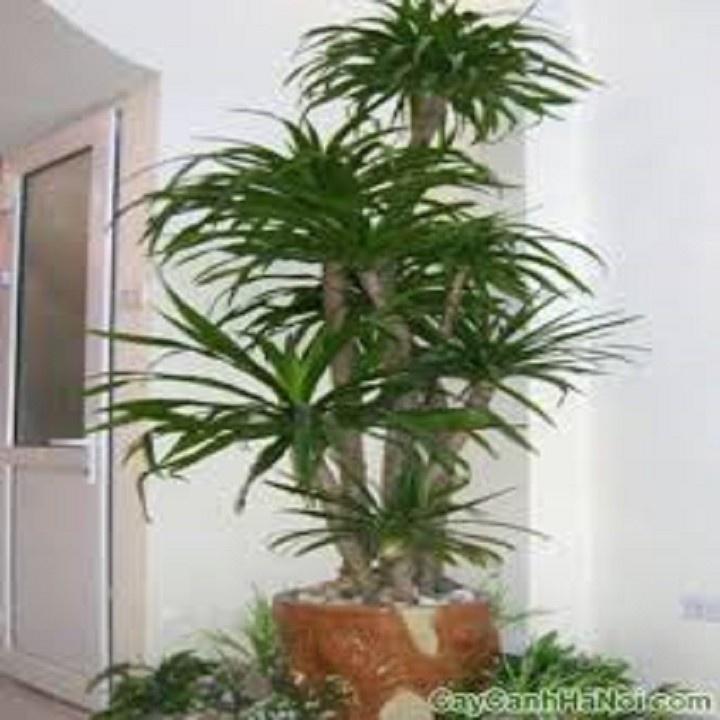 CHẬU CÂY PHÁT TÀI NÚI SIÊU ĐẸP