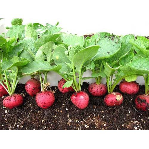 Hạt Giống Củ Cải Đỏ Mini
