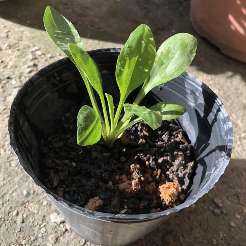 Cây giống cúc thạch thảo  hoa màu tím dễ trồng