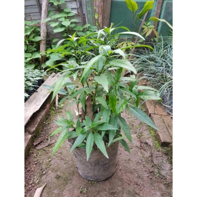 Chậu cây hoàn ngọc trắng cỡ to - Đơn hàng thanh toán trước tặng 1 cây giống