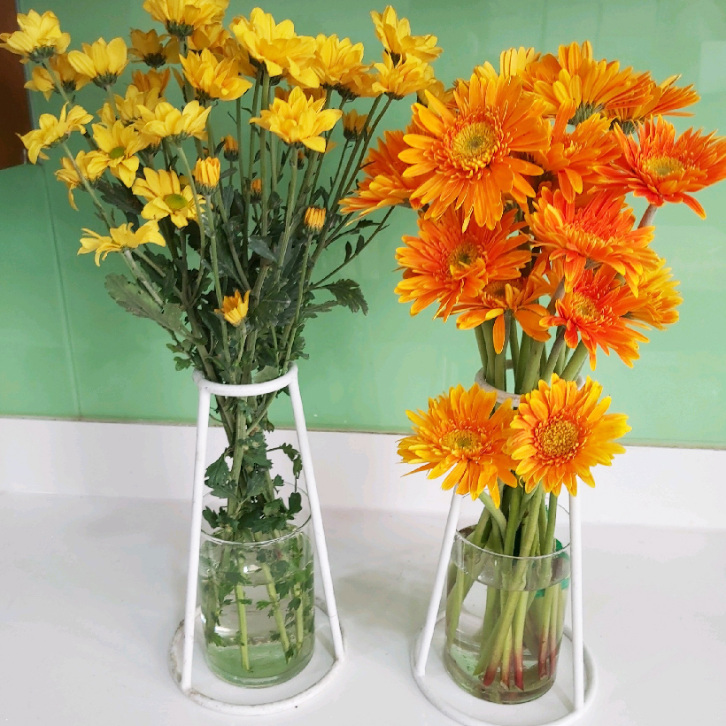 Bột Cắm Hoa Lily Tươi Lâu, Hiệu Longlife nhập khẩu Isarel
