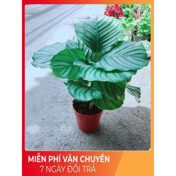 Đuôi Công Táo Xanh