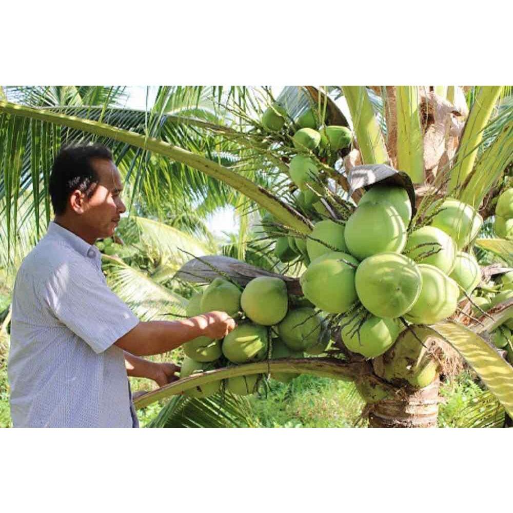Cây giống dừa sáp hàng chuẩn F1