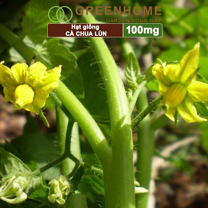 Hạt Giống Cà Chua Greenhome, Gói 0.1gr, Chịu Nhiệt, Trồng Chậu, Ra Nhiều Quả, Cây Sinh Trưởng Nhanh T15