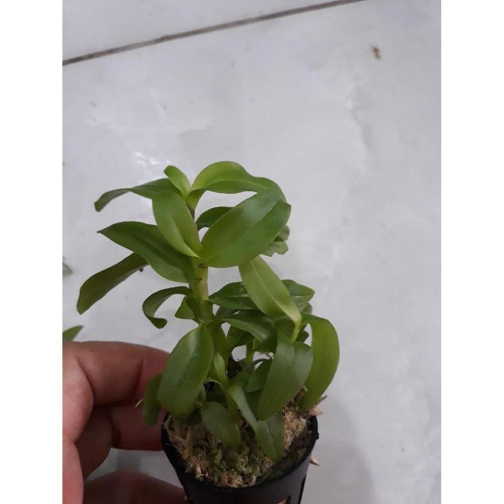 Hoa phong lan 5ct họng tím