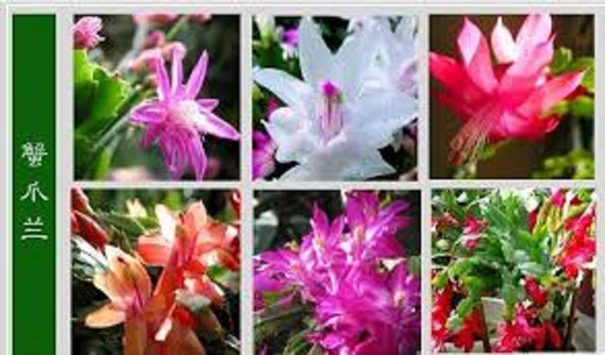 Lan càng cua trắng tinh khiết, chậu lan càng cua màu trắng, chậu lớn, chậu y hình hoa đẹp