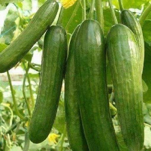 Hạt giống dưa leo baby chùm siêu quả-gói 10 hạt/tặng kèm gói phân bón lót