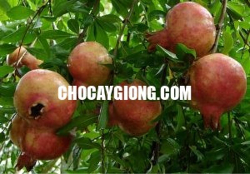 Cây Lựu Lùn Đỏ Cao Sản F1