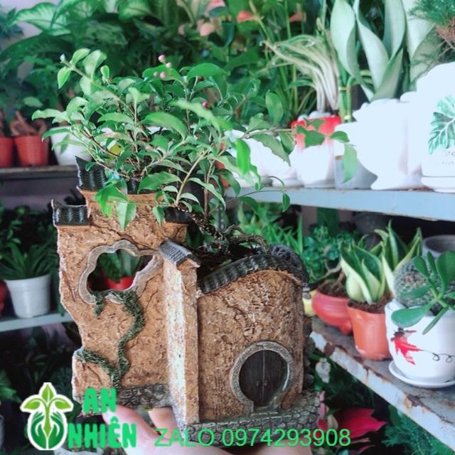 Chậu Cây Hồng Ngọc Mai Bonsai Mini