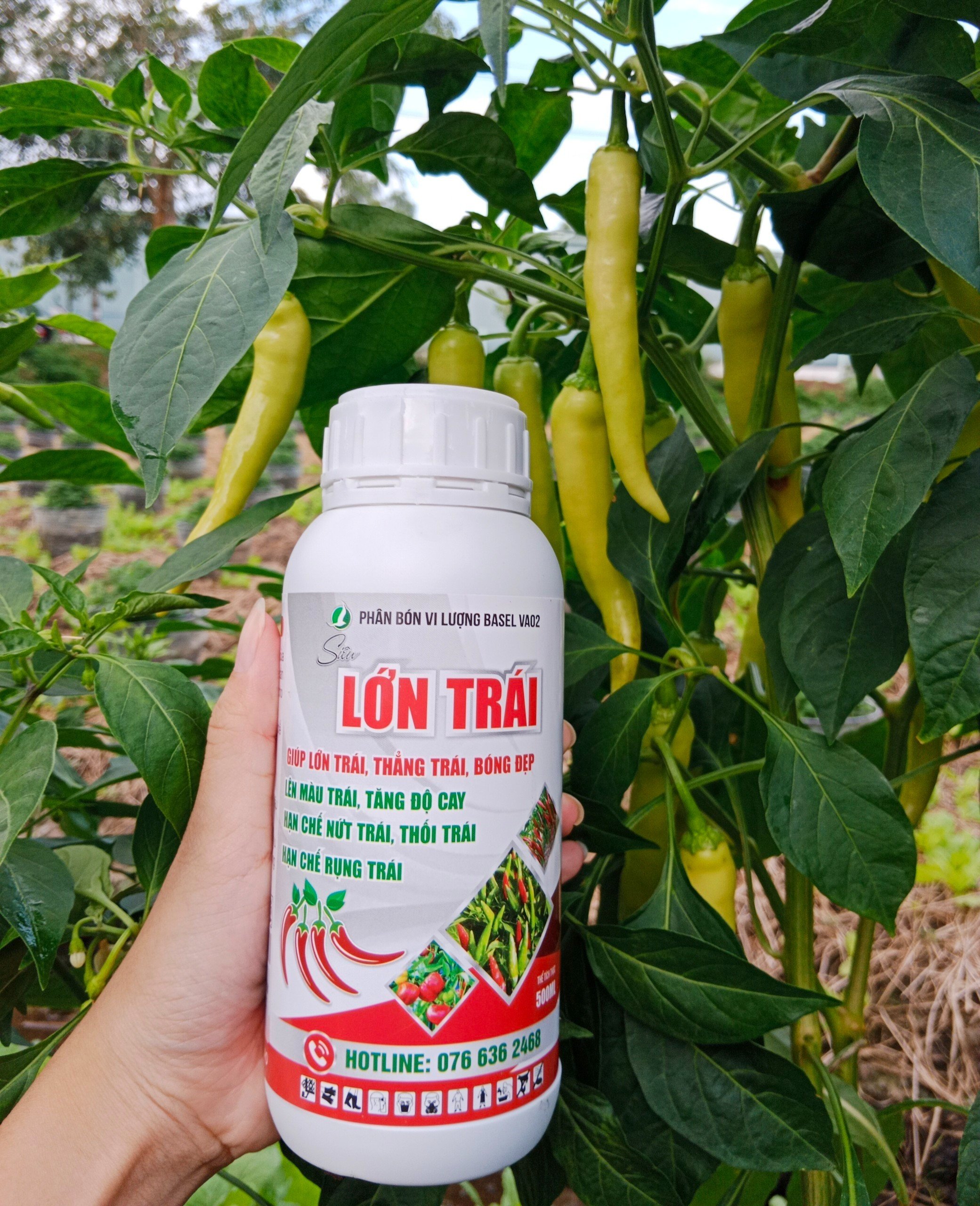 Phân bón lá chuyên ớt - SIÊU LỚN TRÁI 500ML