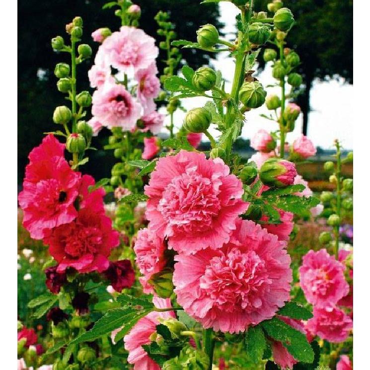 Combo 3 gói Hạt giống mãn đình hồng kép mix màu/gói 50 hạt-tặng kèm gói phân bón lót