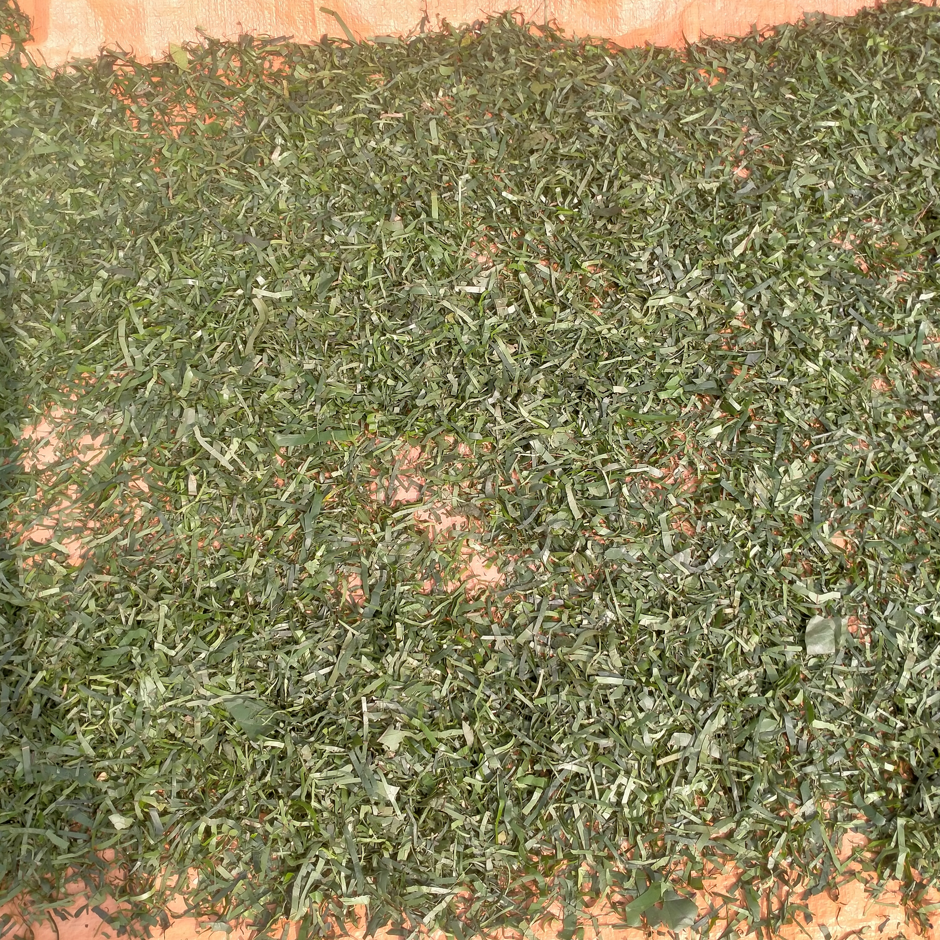 1kg lá lằng lá đắng khô 110 k