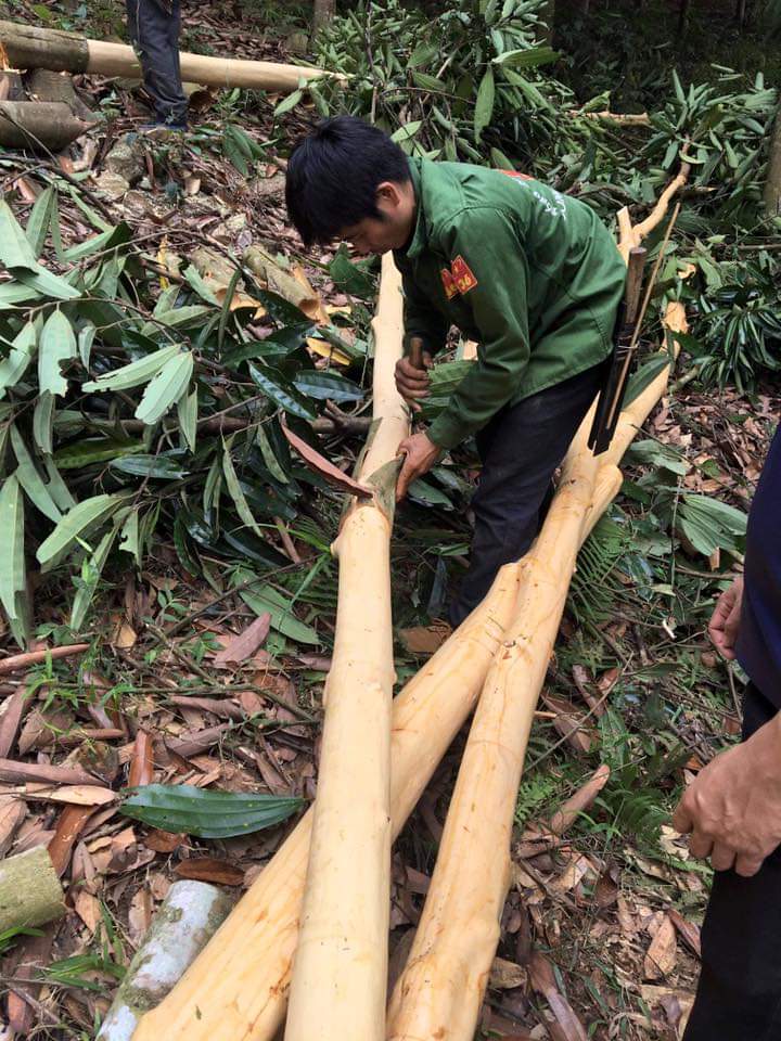 Tinh dầu vỏ Quế nguyên chất từ thiên nhiên - Mộc Mây