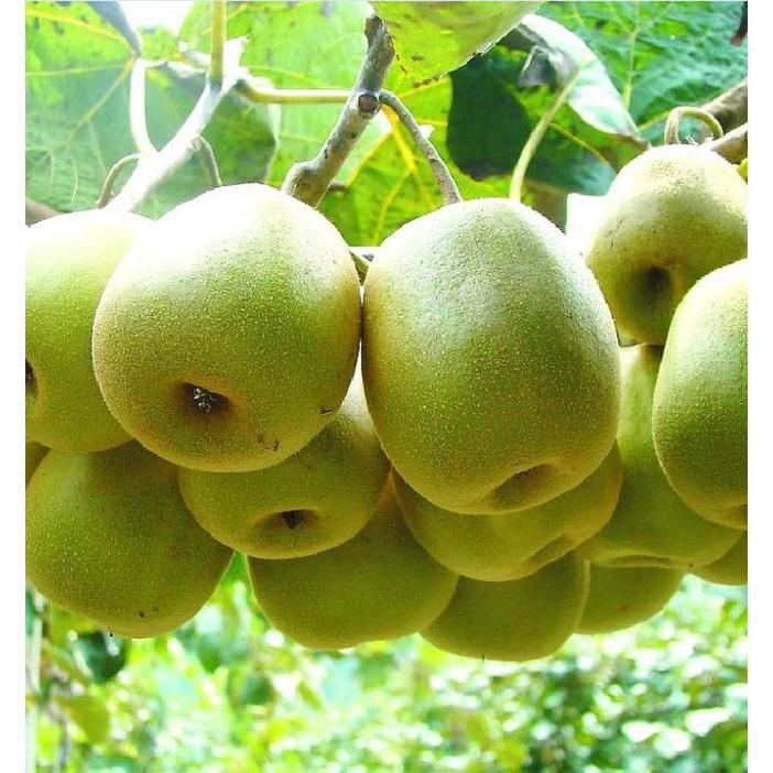 Hạt giống cây ăn trái kiwi KNS3452 - Gói 30 hạt