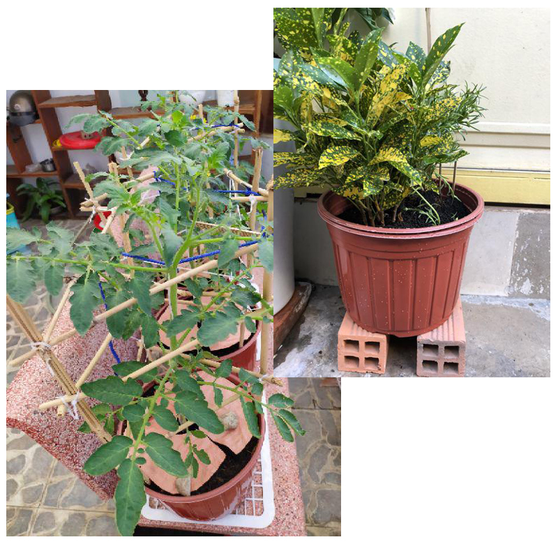 10 cái chậu nhựa mềm dẻo trồng cây - Chậu ươm mầm trồng rau sạch - trồng cây kiểng