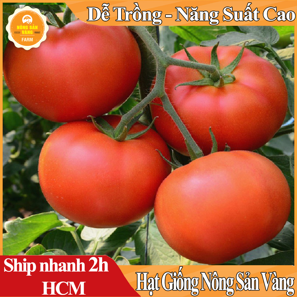 Hạt giống Cà Chua Đỏ Quả To F1 - Nông Sản Vàng
