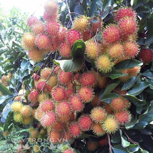 CÂY GIỐNG CHÔM CHÔM THÁI GHÉP