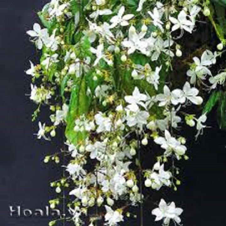 CHẬU CÂY " Dạ Ngọc Minh Châu "