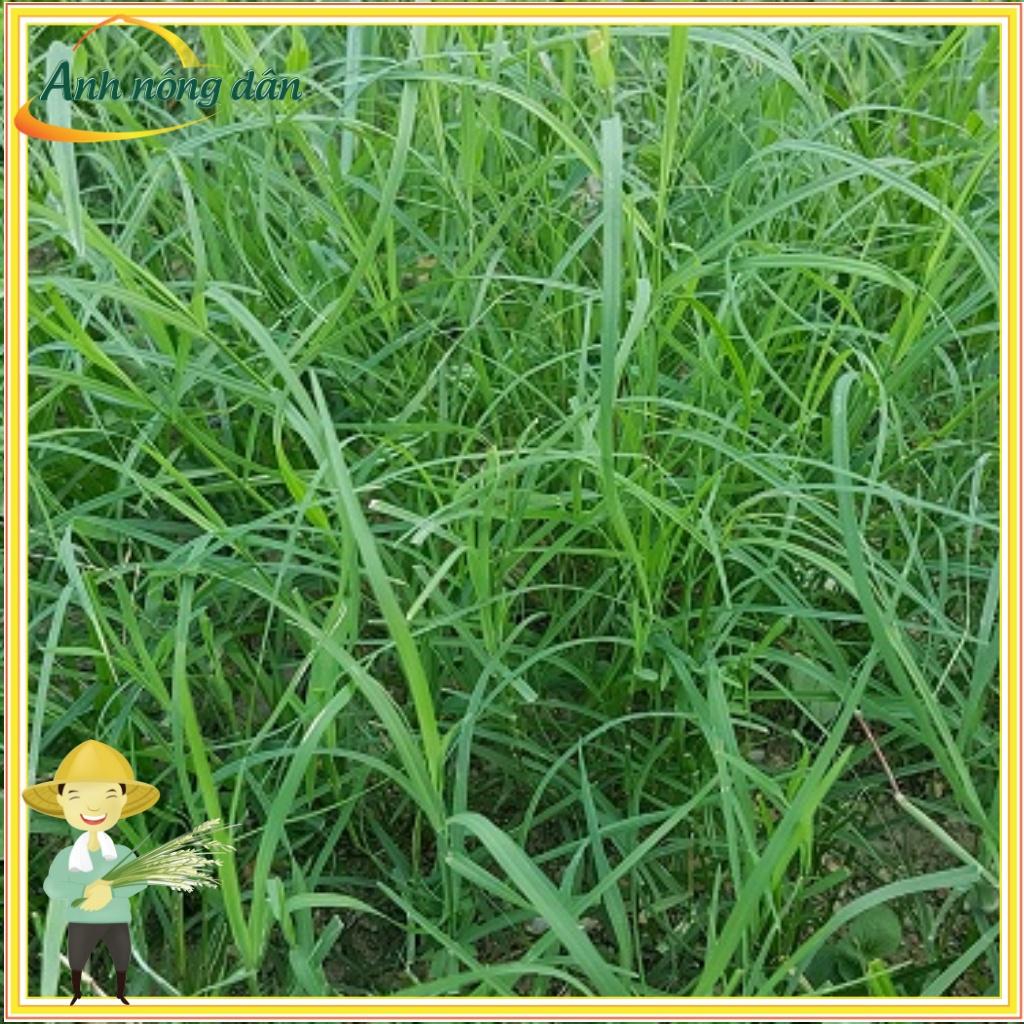 Gói 10g Hạt giống cỏ trồng thảm bermuda - cỏ gà, cỏ chỉ