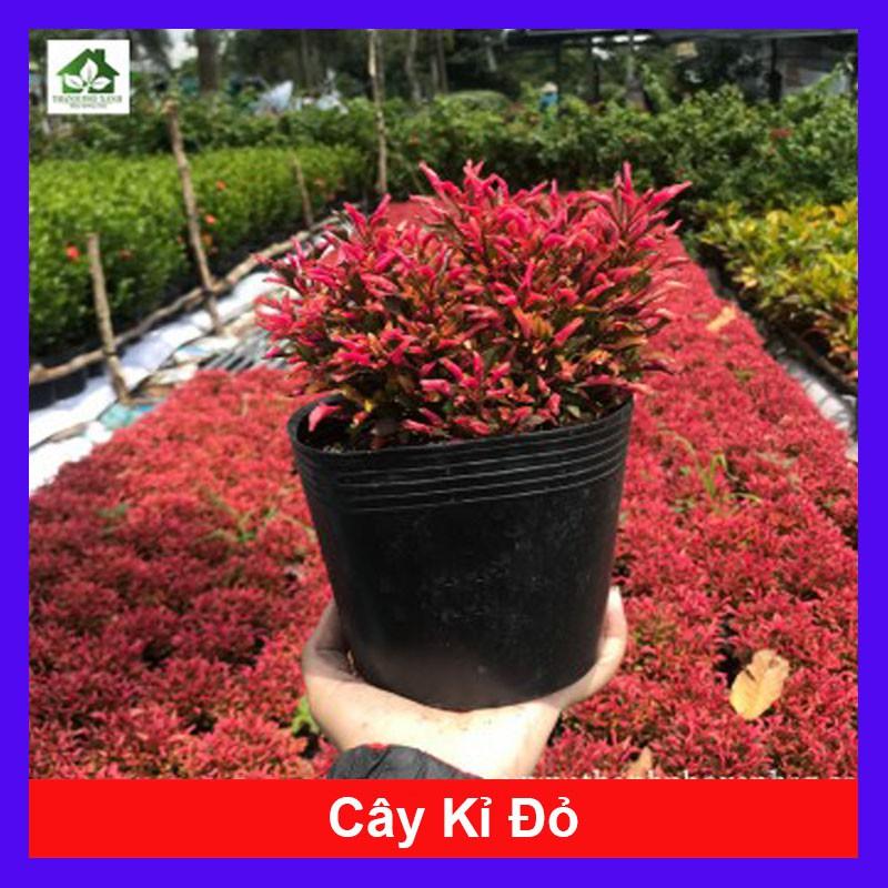 Cây Kỉ Đỏ - cây cảnh vườn + Tặng phân bón cho cây