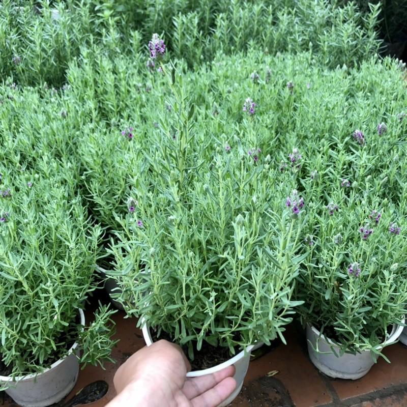 Cây oải hương - Lavender đang hoa cao 30 cm (ảnh thật).