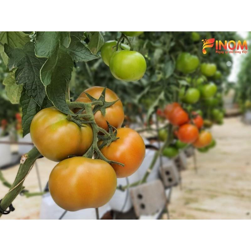 Hạt giống cà chua đỏ khổng lồ F1