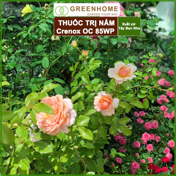 Thuốc Trị Nấm Cây Trồng Greenhome, Coc85 Wp, Gói 20gr, Trừ Đốm Lá Cho Hoa Hồng, Nấm Trên Kiểng Lá, Cây Cảnh, Cây Ăn Quả