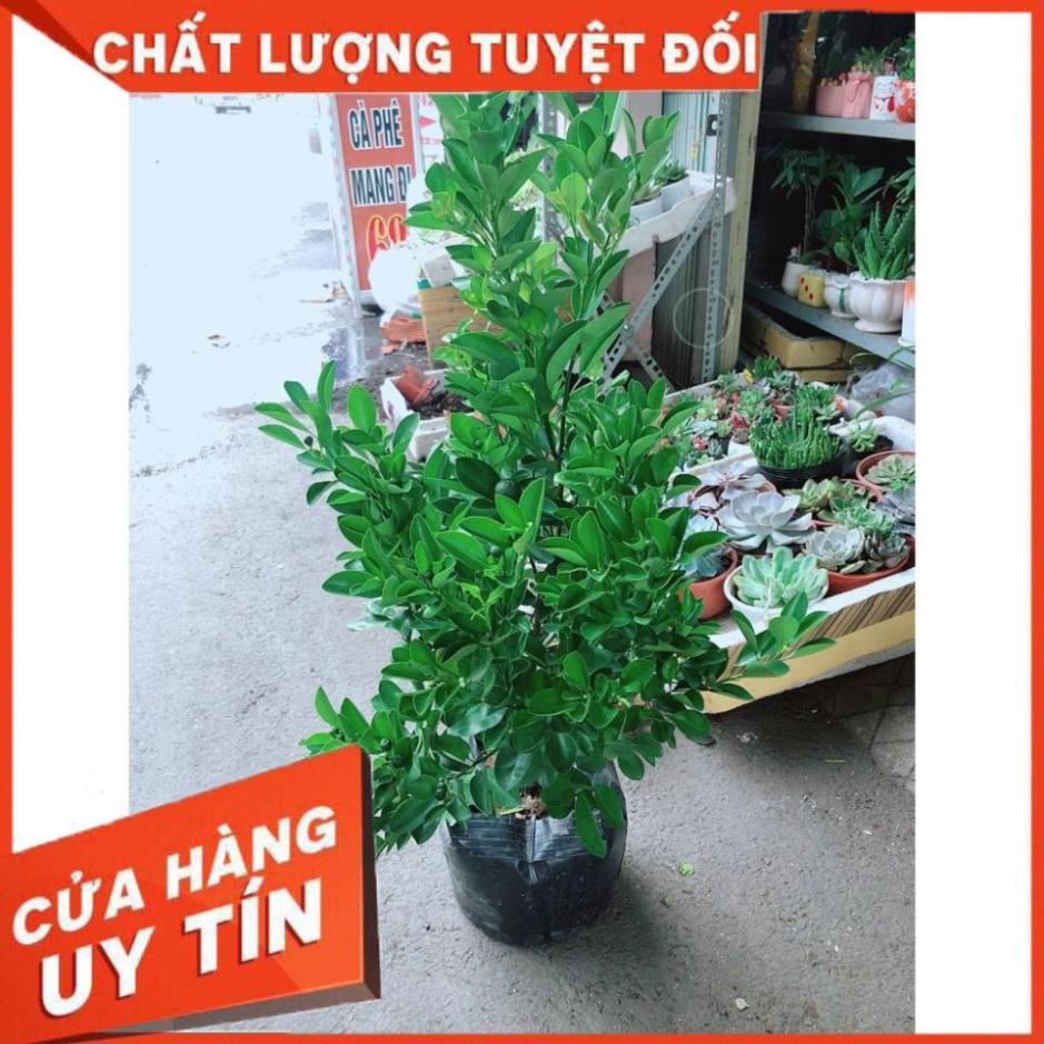 Cây Tắc Đang Ra Quả Cây Khỏe