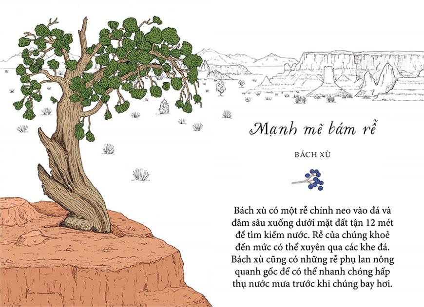 Sống Như Những Cái Cây - Những Bài Học Nhỏ Để Có Nguồn Hạnh Phúc Bất Tận (Tái Bản 2021)