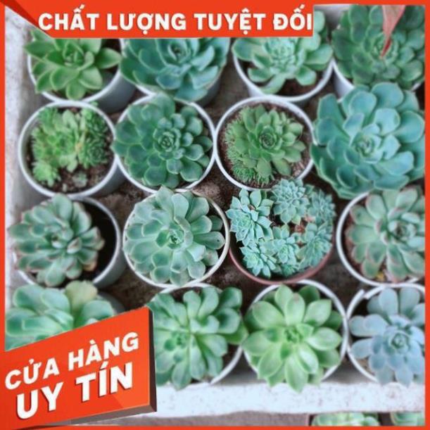 Sen Đá Size Trung 35k