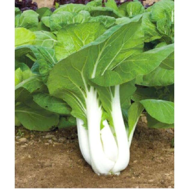 Hạt giống rau cải bẹ trắng - gói 1kg