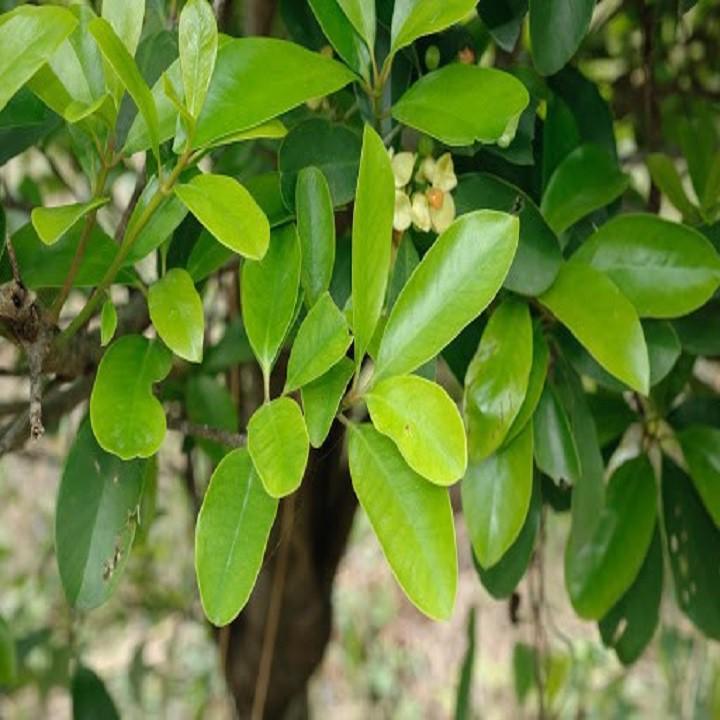 CÂY GIỐNG CÂY QUẢ DỌC CHUA