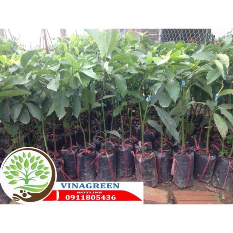 Sản phẩm Cây Ăn Trái CÂY GIỐNG BƠ SÁP