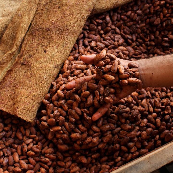 Bột cacao nguyên chất hoà tan - Chuyên pha chế trà sữa, thức uống socola, làm bánh - CACAOMI hộp thượng hạng 250g