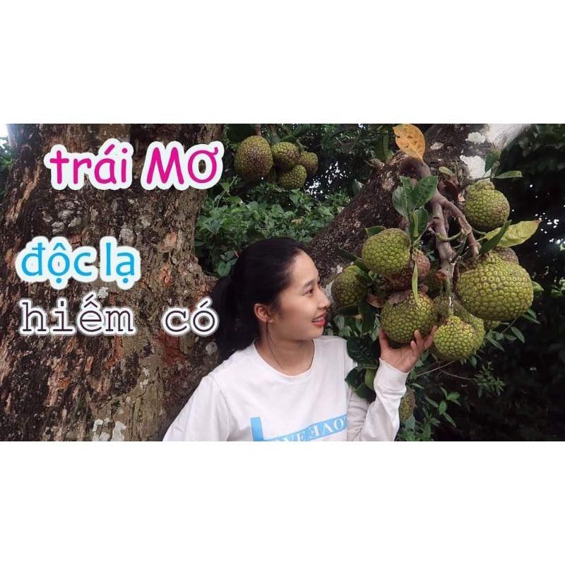 Cây giống mít mơ f1