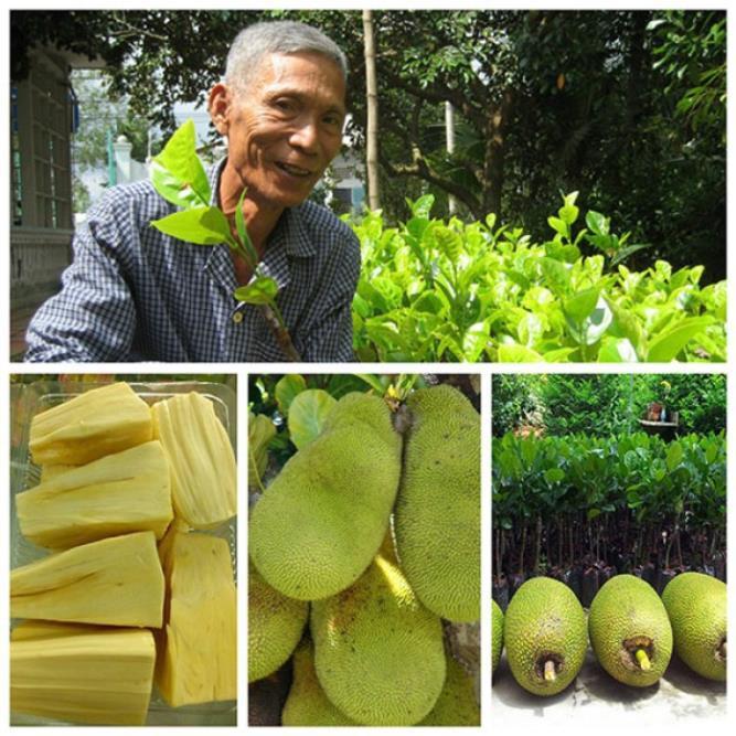 CÂY GIỐNG MÍT KHÔNG HẠT SIÊU NGỌT.CAM KẾT GIỐNG CHUẨN, BẢO HÀNH CHUẨN F1 + Tặng 01 cây dâu da đất