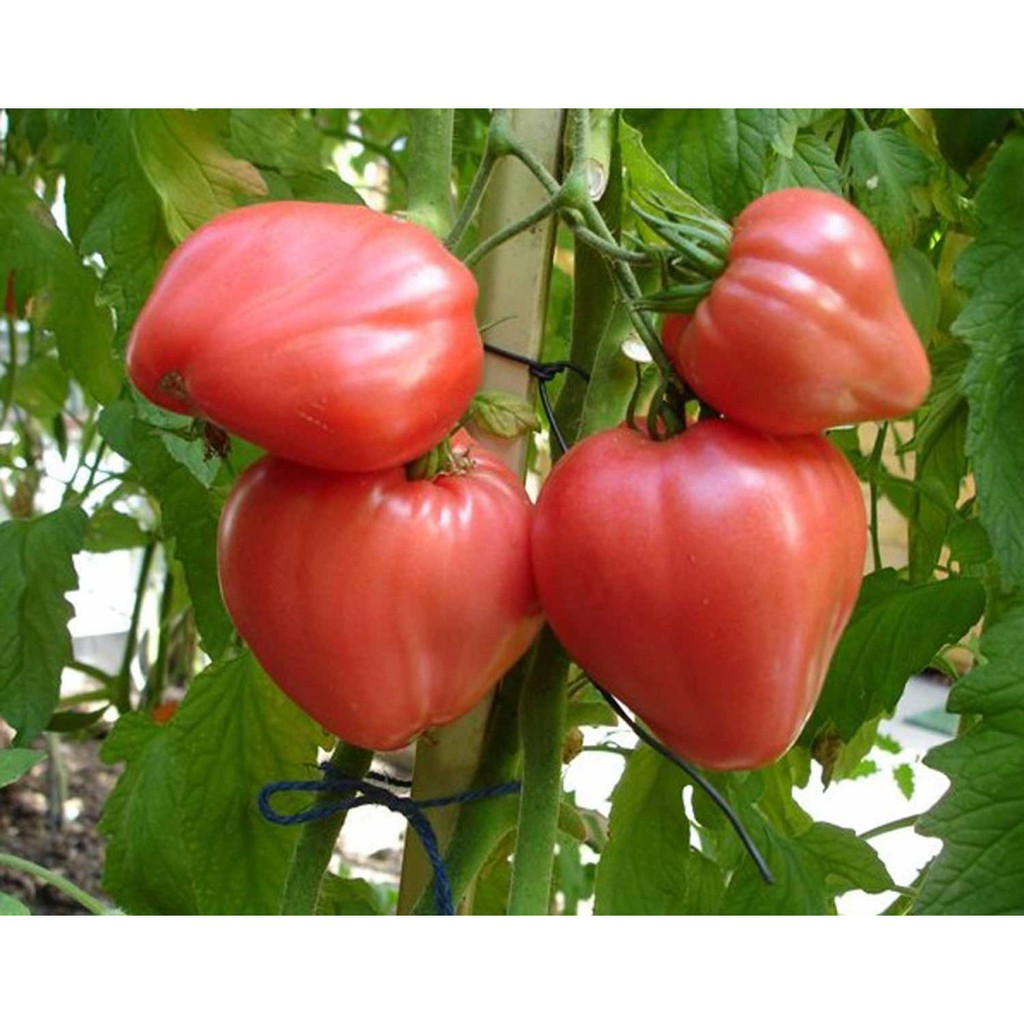 Hạt Giống Cà Chua Trái Tim Đỏ Chịu Nhiệt