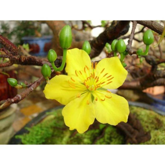 COMBO 2 BẦU CÂY GIỐNG MAI VÀNG 5 CÁNH ĐƠN