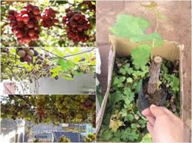 Cây giống nho lùn siêu sớm cho quả