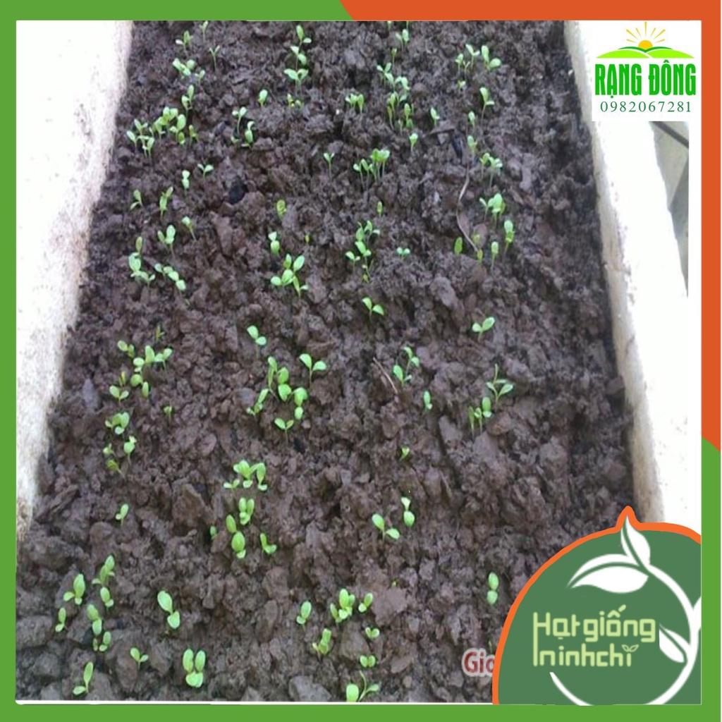 Hạt giống Xà lách xoăn xanh Chịu Nhiệt, gói 3gr, Rau củ quả trồng sân thượng, tại vườn, ban công.