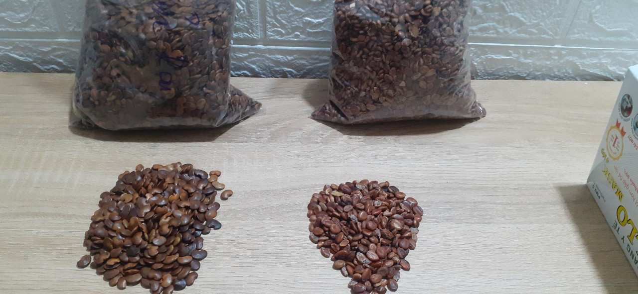 Hạt giống muồng hoàng yến