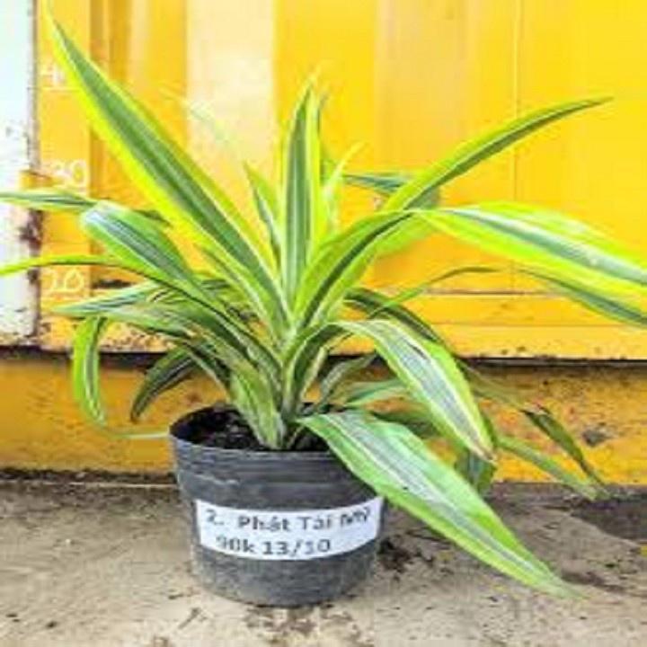 CHẬU CÂY PHÁT TÀI NAM MỸ